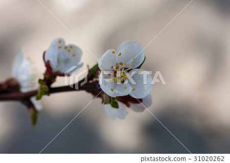 Branch of blossoming cherry tree sakura Branch of blossoming cherry tree sakura 31020262