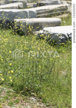 Yellow flowers caulis ancient ruins in background Yellow flowers caulis ancient ruins in background 31020263