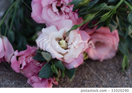 Closeup of pink eustoma  31020290