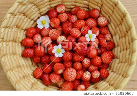 Wild strawberry red fruit and white flowers 31020603