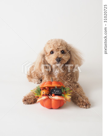 Toy poodle and ornament of Halloween 31020725