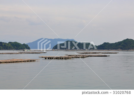 Cultivation of oysters in the Seto Inland Sea 31020768