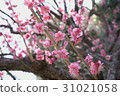 梅 31021058