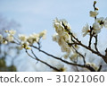 梅 31021060
