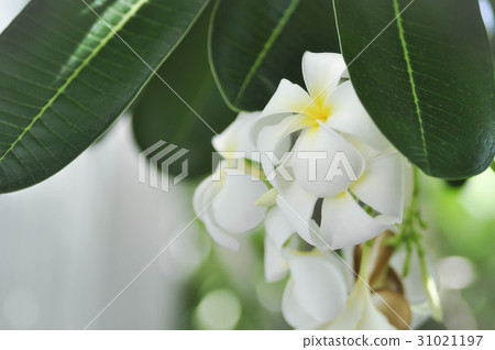plumeria flower or temple tree plumeria flower or temple tree 31021197