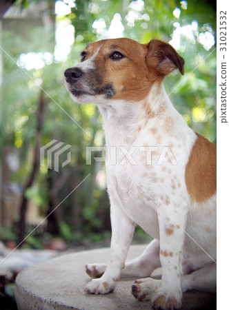 happy lovely young handsome Jack Russel terrier.  31021532