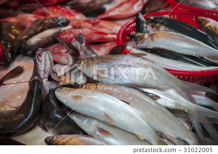 魚市場 ，水產，生鮮,魚市場、魚、新鮮な、Fish market, aquatic products 31022005