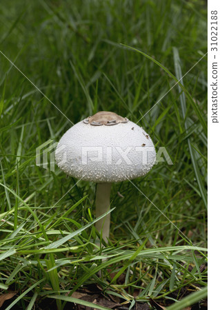 white mushroom in green grass 31022188