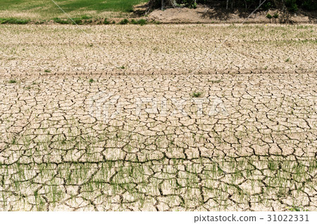 Rice seedlings growing on the barren fields. 31022331