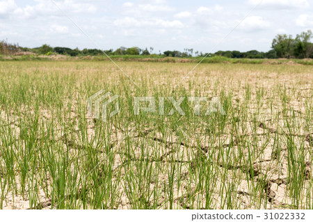 Rice seedlings growing on the barren fields. 31022332