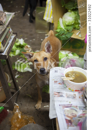 菜市場，狗，市場、犬、Vegetable market, dog, 31022492