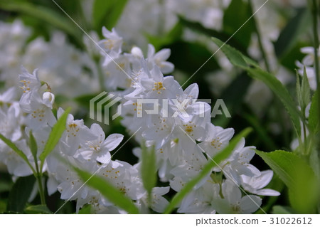  White flower 31022612