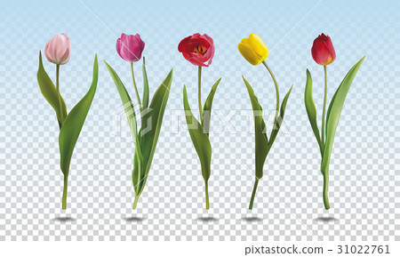 Set tulip flowers Set tulip flowers 31022761