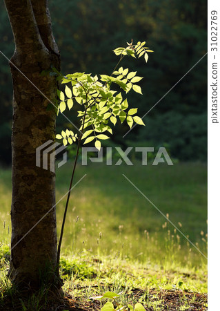 Early summer sunshine Early summer sunshine 31022769