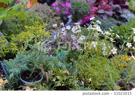 Small conifers. Bazaar garden flowers, market. Small conifers. Bazaar garden flowers, market. 31023015