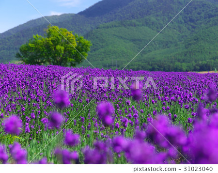 Lake Jinshan lavender garden 31023040