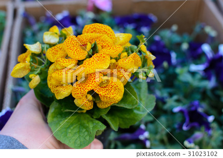 Beautiful garden yellow flower Beautiful garden yellow flower 31023102