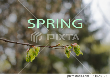 Spring. Linden blossom leaves. Kidneys. Birth. Spring. Linden blossom leaves. Kidneys. Birth. 31023125