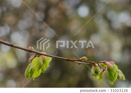 Spring. Linden blossom leaves. Kidneys. Birth. Spring. Linden blossom leaves. Kidneys. Birth. 31023126