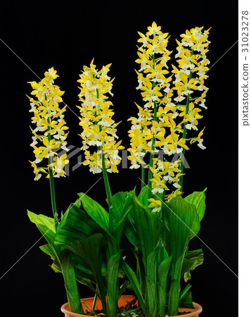 Potted Ebine 31023278