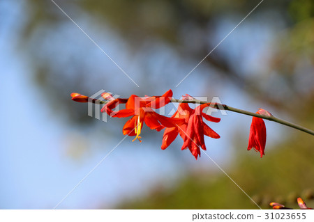 Beautiful Crocosmia flowers in nature Beautiful Crocosmia flowers in nature 31023655