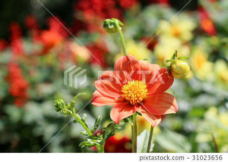 Beautiful flowers in nature Beautiful flowers in nature 31023656