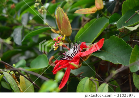 Red Passion Flower, Red Passionflower 31023973
