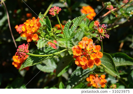 Cloth of gold, Hedge flower, Lantana 31023975