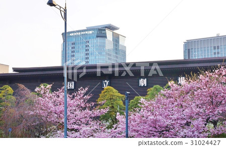 Tokyo sightseeing spot · National Theater The cherry tree and pine in the front yard · Horizontal position Tokyo sightseeing spot · National Theater The cherry tree and pine in the front yard · Horizontal position 31024427