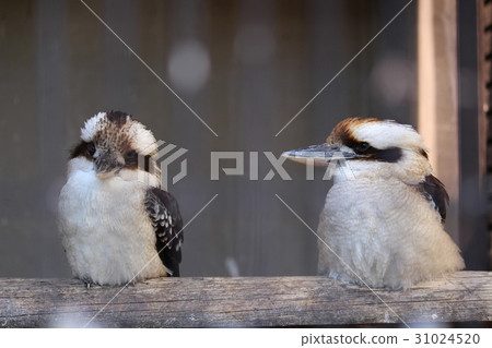 Warai kingfisher Warai kingfisher 31024520