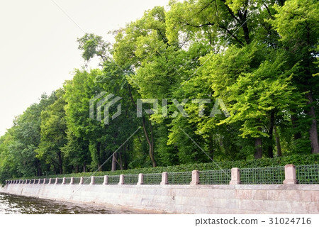 Embankment of Saint Petersburg with beautiful tree Embankment of Saint Petersburg with beautiful tree 31024716