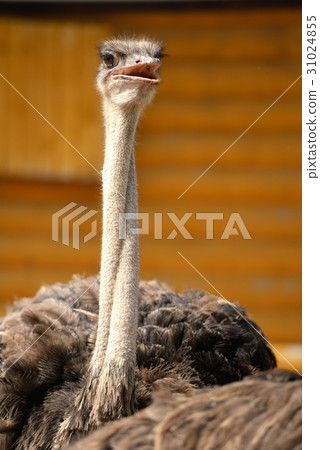 Ostrich head closeup 31024855