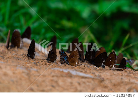 Diversity Many butterfly species Gathered. 31024897