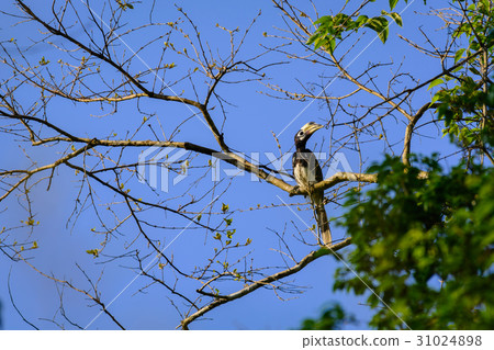 Oriental pied hornbill (Anthracoceros albirostris) 31024898
