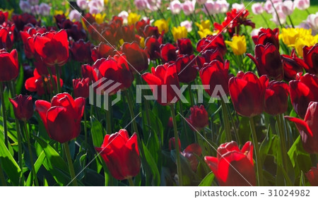Red, yellow and pink tulips in the park Red, yellow and pink tulips in the park 31024982