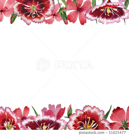 Wildflower carnation flower frame in a watercolor Wildflower carnation flower frame in a watercolor 31025477