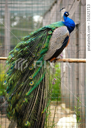 Splendid peacock sits on a pole Splendid peacock sits on a pole 31025713