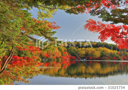 Shirakomakike秋葉的同情 Shirakomakike秋葉的同情 31025734