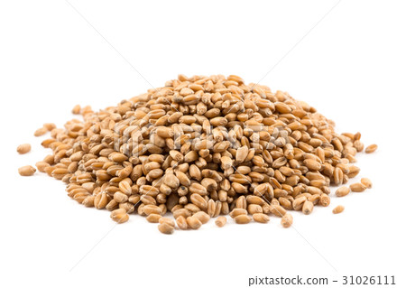 Wheat grain on white 31026111