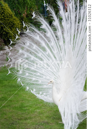 Male white peacocks are spread tail-feathers IV Male white peacocks are spread tail-feathers IV 31026312