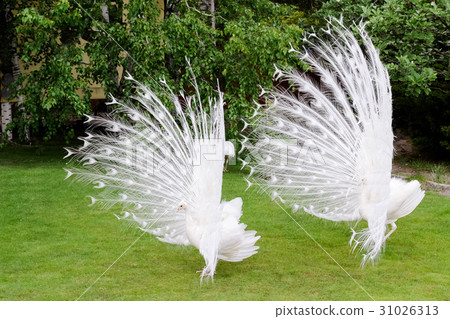 Male white peacocks are spread tail-feathers VI Male white peacocks are spread tail-feathers VI 31026313