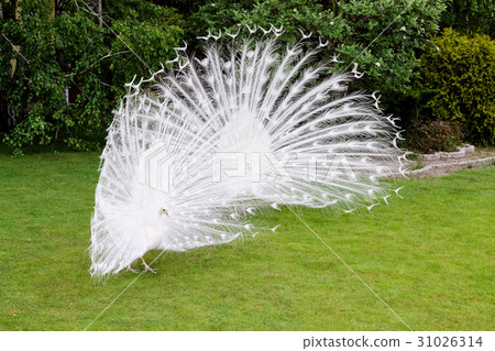 Male white peacocks are spread tail-feathers VII Male white peacocks are spread tail-feathers VII 31026314