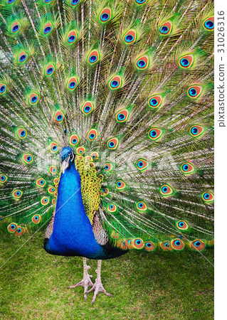 Male white peacocks are spread tail-feathers XII Male white peacocks are spread tail-feathers XII 31026316