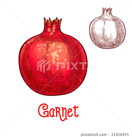Garnet fruit vector sketch isolated icon Garnet fruit vector sketch isolated icon 31026855