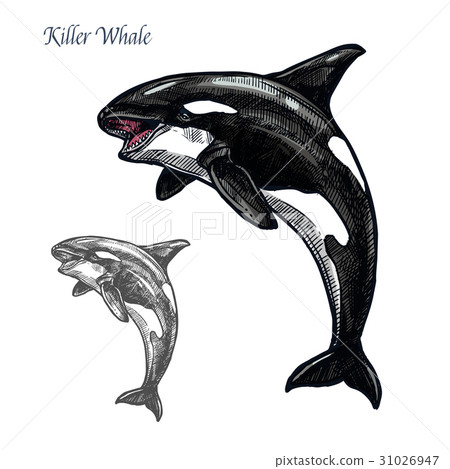 killer whale jumping mouth open