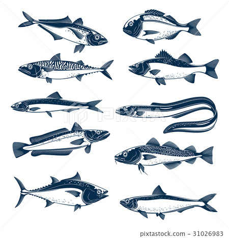 Sea fish icon set for seafood and fishing design 31026983