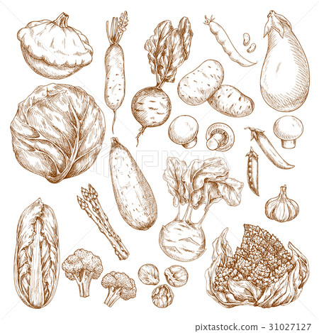 Sketch isolated vegetables vector icons set 31027127