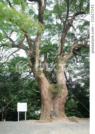Kamiki of Kawakami Shrine (Shinku Town, Fukuoka Prefecture) Kamiki of Kawakami Shrine (Shinku Town, Fukuoka Prefecture) 31027243