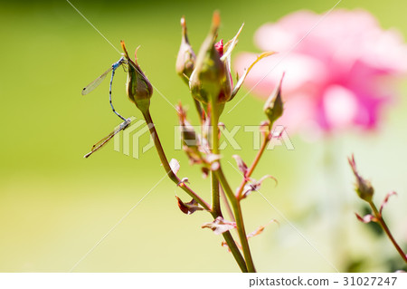 Rose and Sedgesitonbo Rose and Sedgesitonbo 31027247