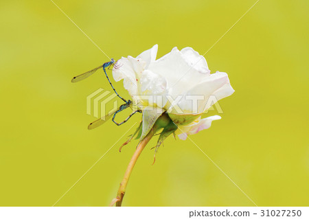 Rose and Sedgesitonbo Rose and Sedgesitonbo 31027250